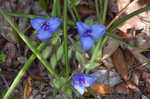 Hairyflower spiderwort